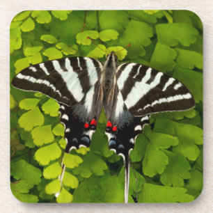 American Swallowtail Butterfly Coaster
