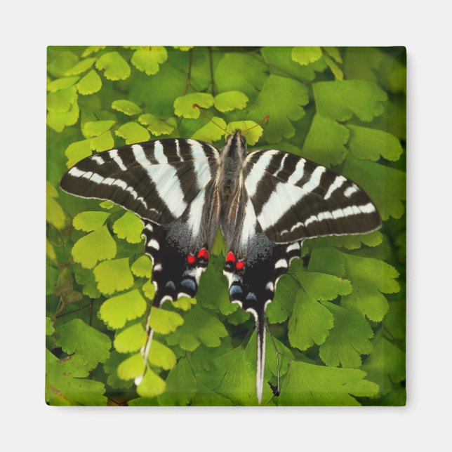 American Swallowtail Butterfly Magnet (Front)