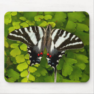 American Swallowtail Butterfly Mouse Mat