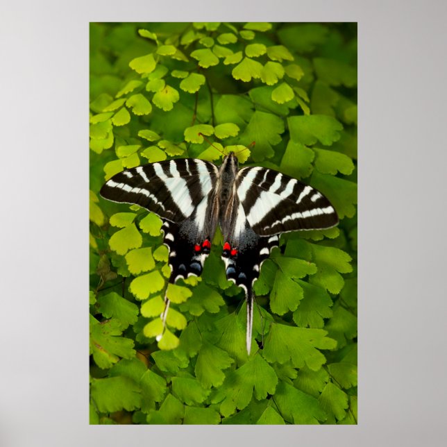 American Swallowtail Butterfly Poster (Front)