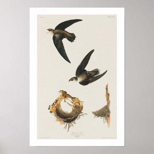 American Swift by Audubon Poster (Front)