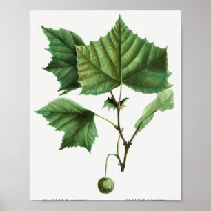American sycamore (Platanus occidentalis) from Tra Poster