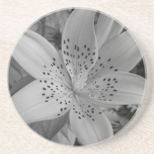 American Tiger Lily Coaster (Front)