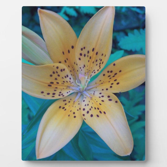 American Tiger Lily Plaque (Front)