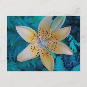 American Tiger Lily Postcard