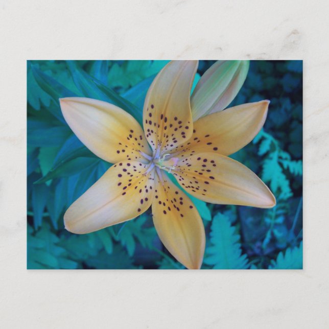 American Tiger Lily Postcard (Front)