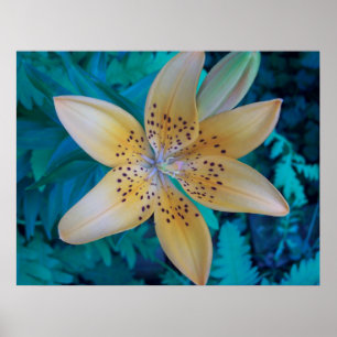 American Tiger Lily Poster