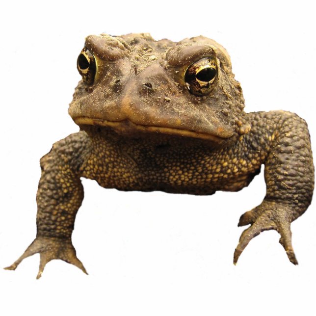 American Toad Acrylic Keychain Standing Photo Sculpture (Front)
