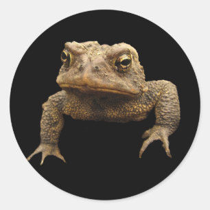 American Toad Classic Round Sticker