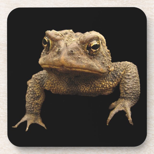 American Toad Coaster (Front)