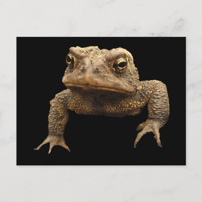 American Toad Postcard (Front)