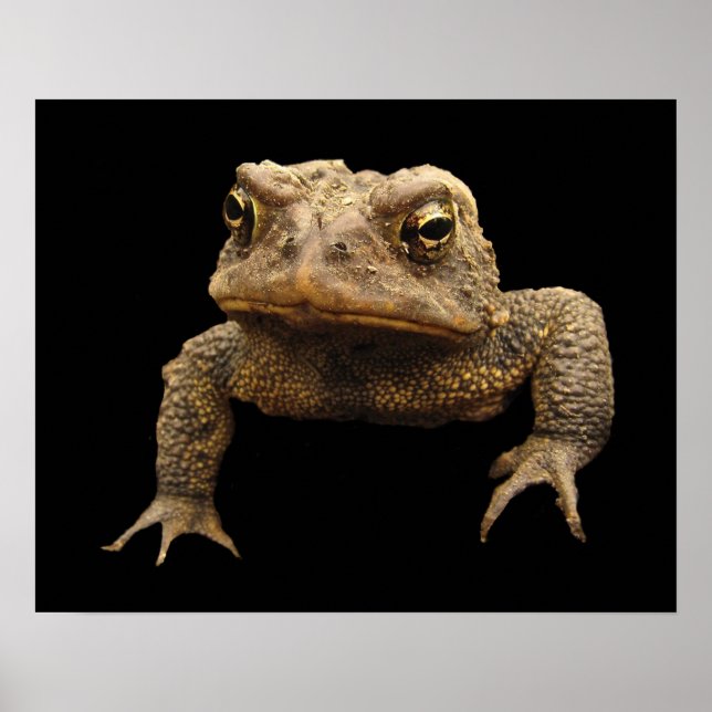 American Toad Poster (Front)