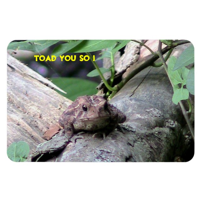 American Toad Premium Flexi Magnet (Horizontal)