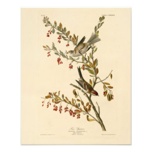 American Tree Sparrow, Audubon's Birds of America Photo Print