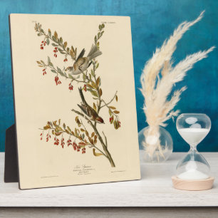 American Tree Sparrow, Audubon's Birds of America Plaque