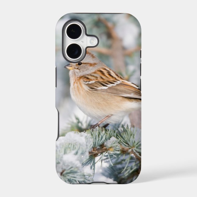 American Tree Sparrow in winter (Back)