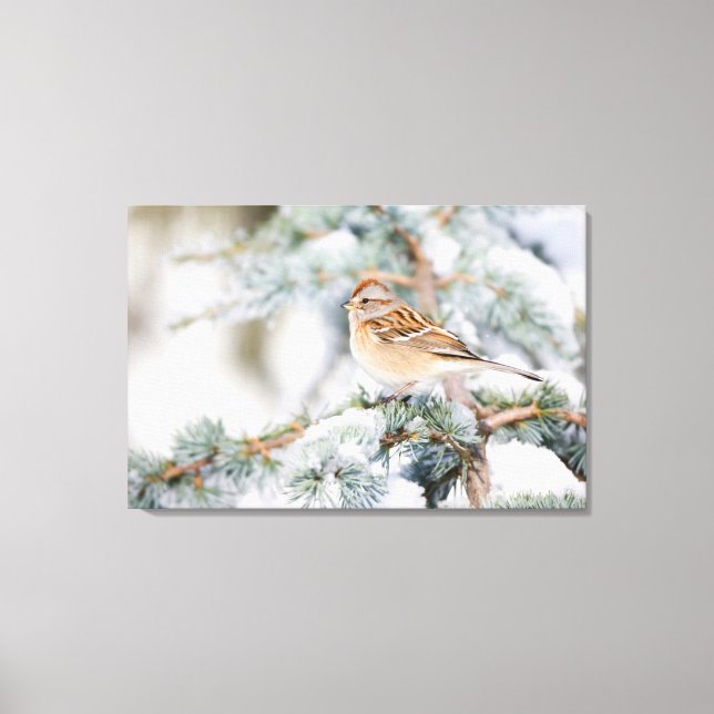 American Tree Sparrow in winter Canvas Print (Front)