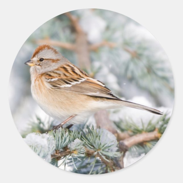 American Tree Sparrow in winter Classic Round Sticker (Front)