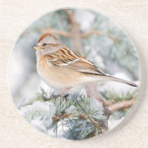 American Tree Sparrow in winter Coaster