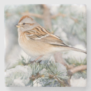 American Tree Sparrow in winter Stone Coaster
