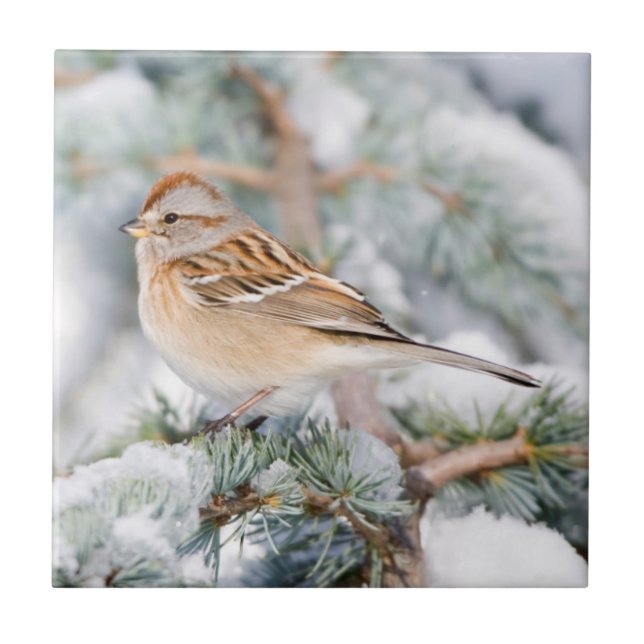 American Tree Sparrow in winter Tile (Front)