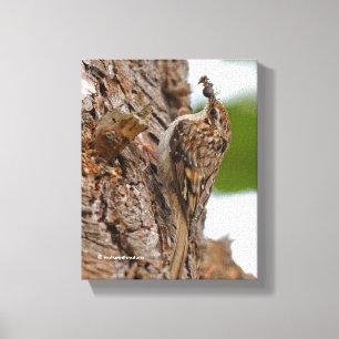American Treecreeper with Bug Canvas Print