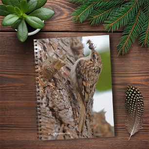 American Treecreeper with Bug Notebook