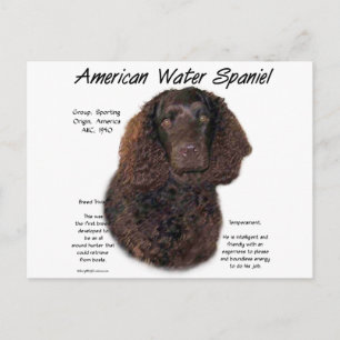 American Water Spaniel History Postcard