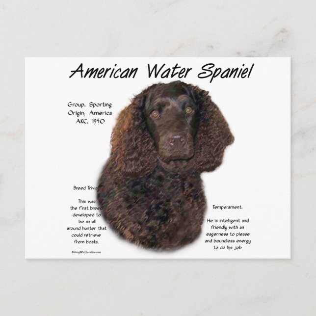American Water Spaniel History Postcard (Front)