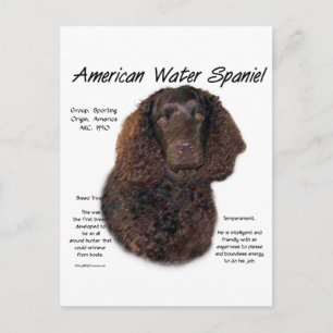 American Water Spaniel History Postcard