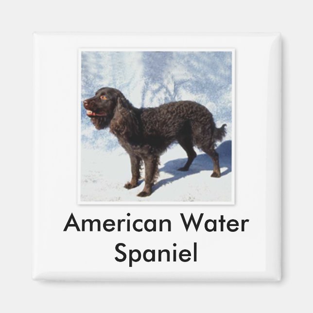 American Water Spaniel Magnet (Front)