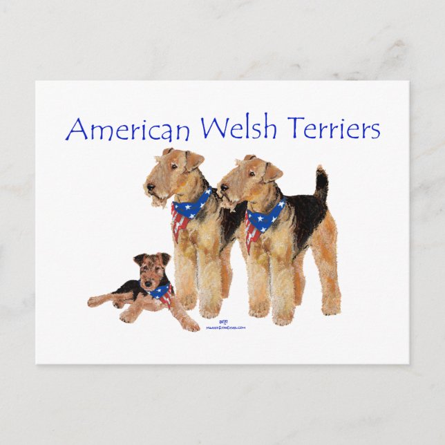 American Welsh Terriers Postcard (Front)