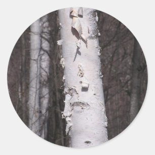 American White Birch (Betula papyrifera) stickers