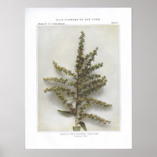 American White Hellebore; Indian Poke Poster