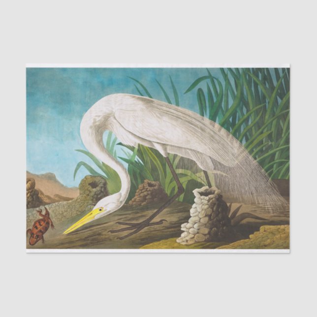 American White Heron by John James Audubon Tissue Paper (Front)