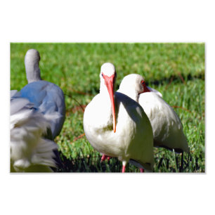 American White Ibis Photo Print
