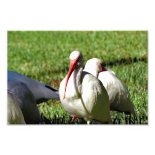 American White Ibis Photo Print