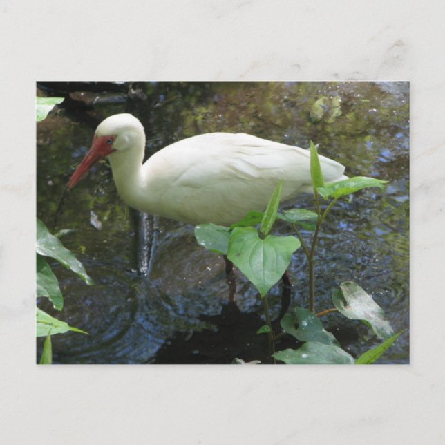 American White Ibis Postcard (Front)