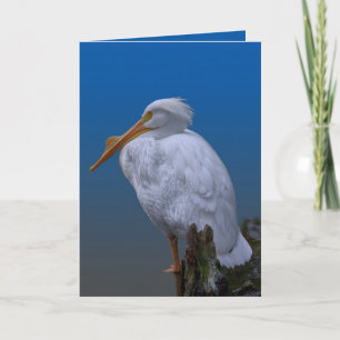 American White Pelican at the Water Card