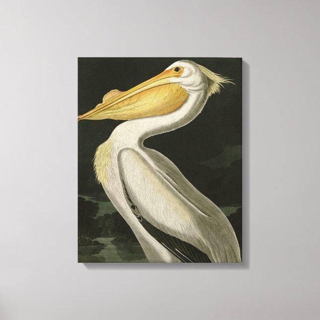 American White Pelican, Audubon's Birds of America Canvas Print (Front)