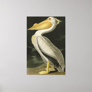 American White Pelican, Audubon's Birds of America Canvas Print