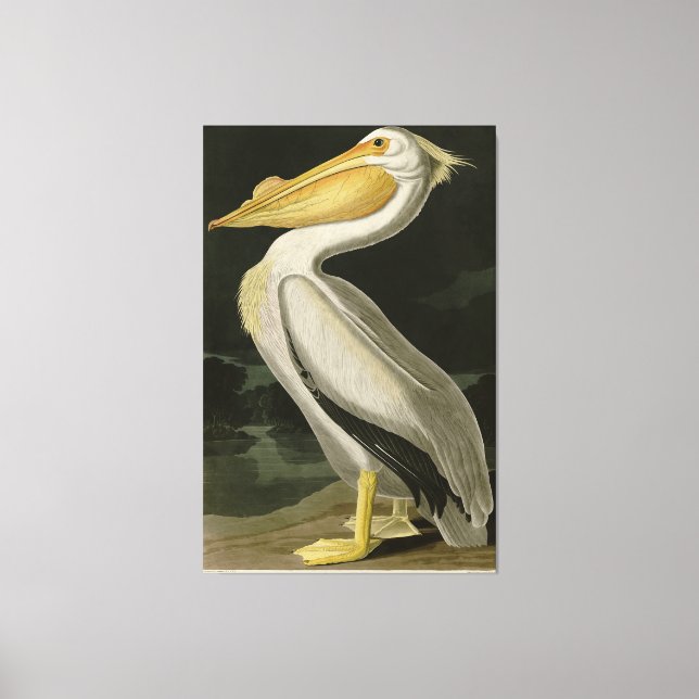 American White Pelican, Audubon's Birds of America Canvas Print (Front)