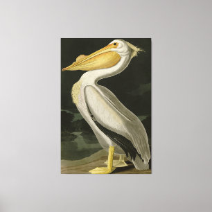 American White Pelican, Audubon's Birds of America Canvas Print