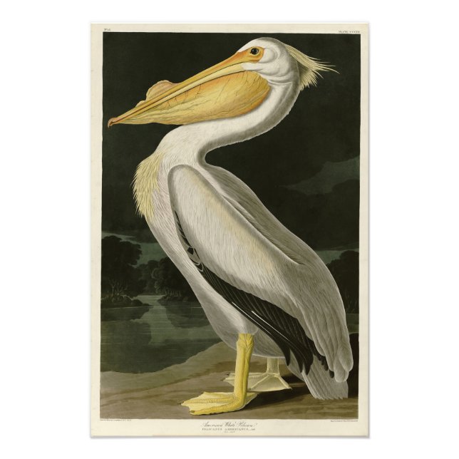 American White Pelican, Audubon's Birds of America Photo Print (Front)