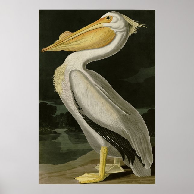 American White Pelican, Audubon's Birds of America Poster (Front)