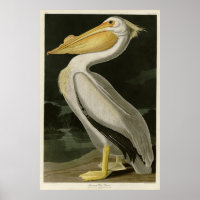 American White Pelican, Audubon's Birds of America