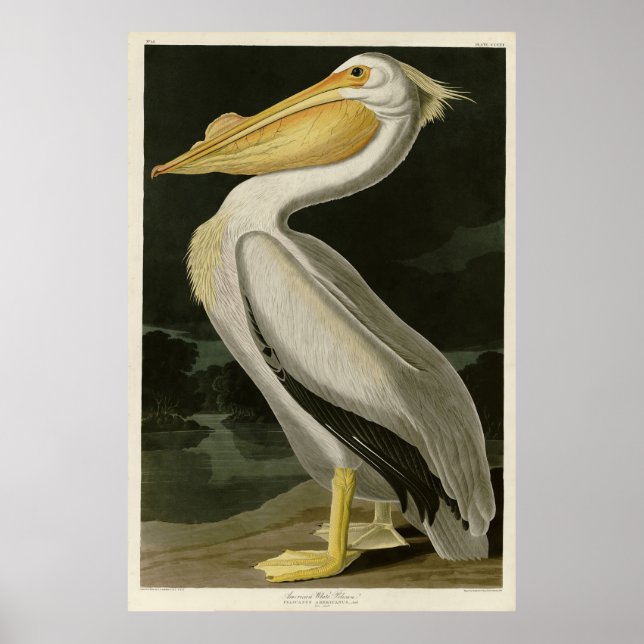 American White Pelican, Audubon's Birds of America Poster (Front)
