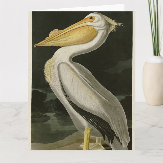 American White Pelican, Audubon's Birds of America Thank You Card (Front)