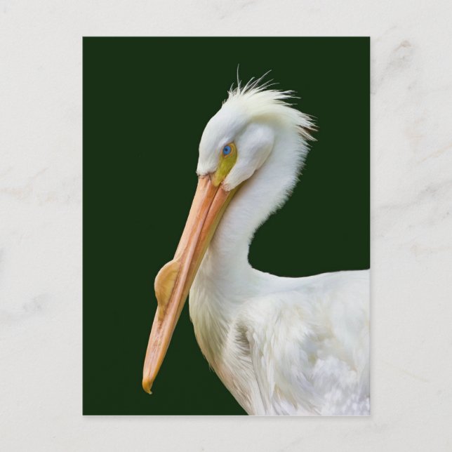 American White Pelican Bird Postcard (Front)