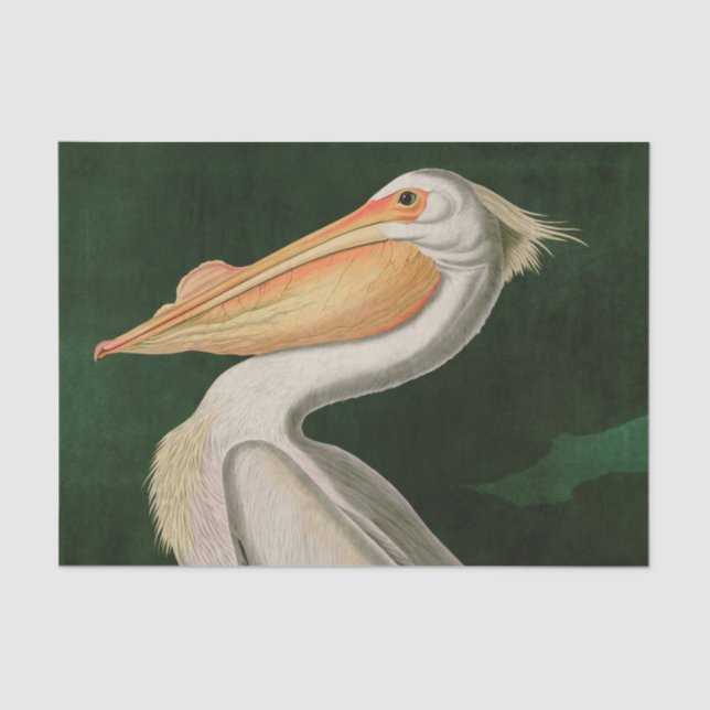 American White Pelican Birds of America Audubon Tissue Paper (Front)